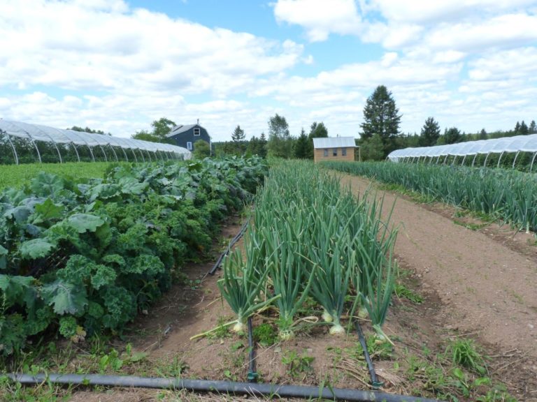 Windy Hill Organic Farm Buy Local NB