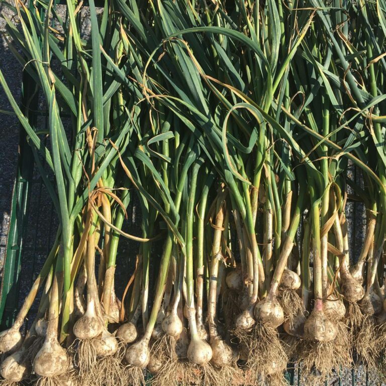 Fresh Garlic 1 768x769