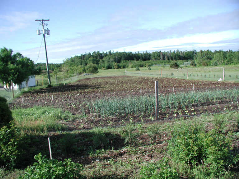 VegetableGarden1 768x576