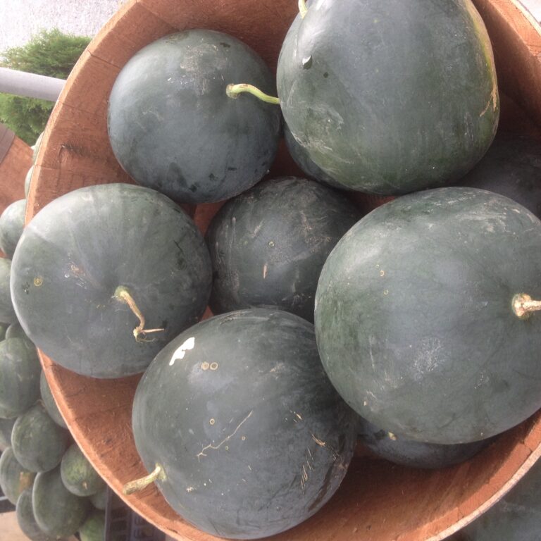 Watermellons 768x768