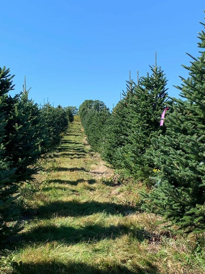Belleisle Christmas Tree Growers Coop Buy Local NB