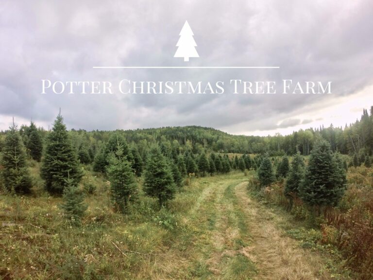 Potter1 768x576