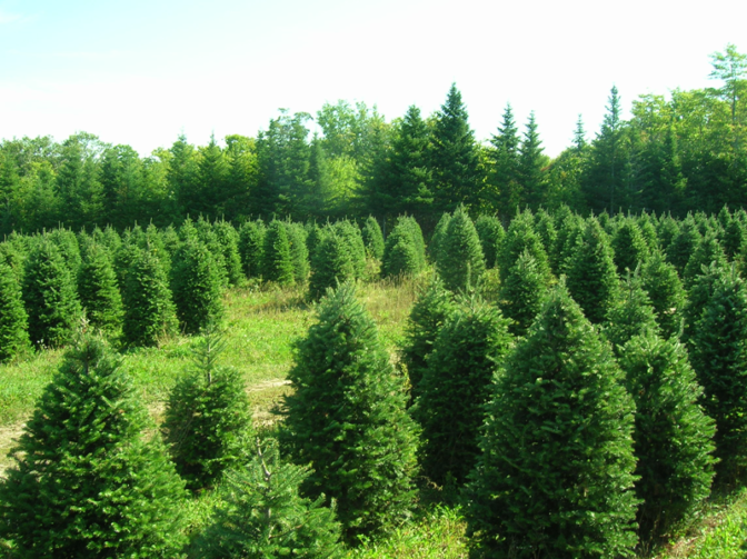 Perry’s Tree Farm Buy Local NB