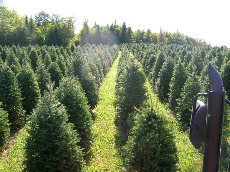 Perry’s Tree Farm Buy Local NB