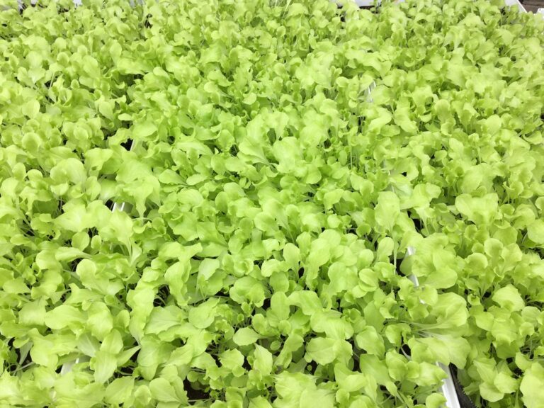 Octobre 21 5 Black Lettuce Simpson 768x576