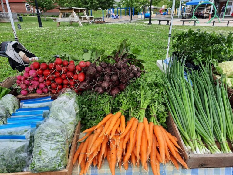 208073393 858241031468919 7425139105049453021 n 1 768x576