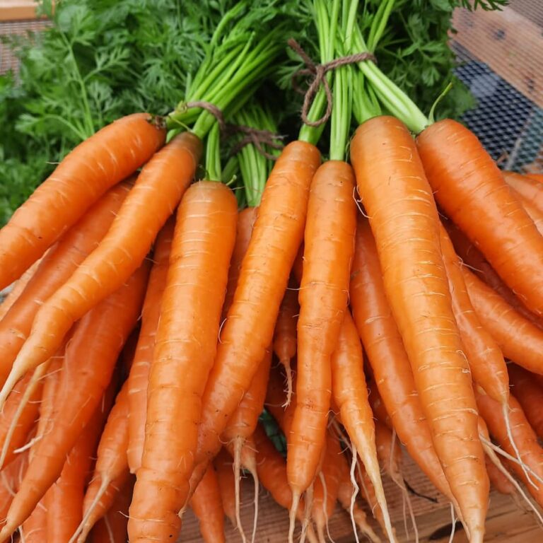 215542206 842869623012478 1991121574485732990 n 768x768