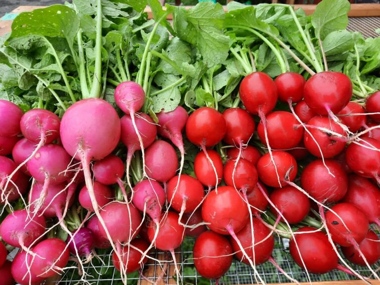 216204340 4559596267383771 5637106809342572806 n 1 768x576