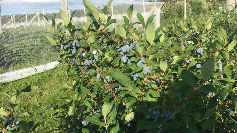 37950415 500742527014315 8986490292534247424 o 768x432