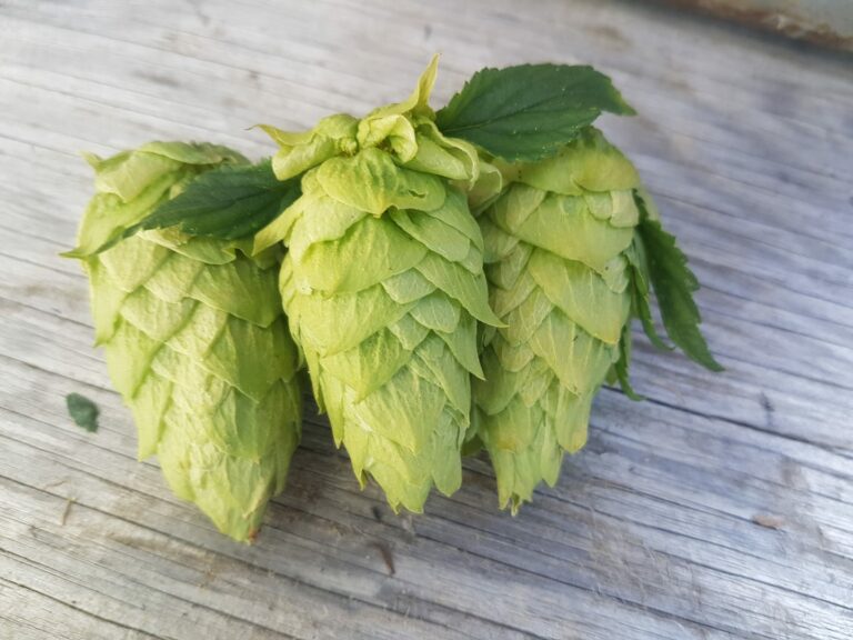 picked hops 768x576
